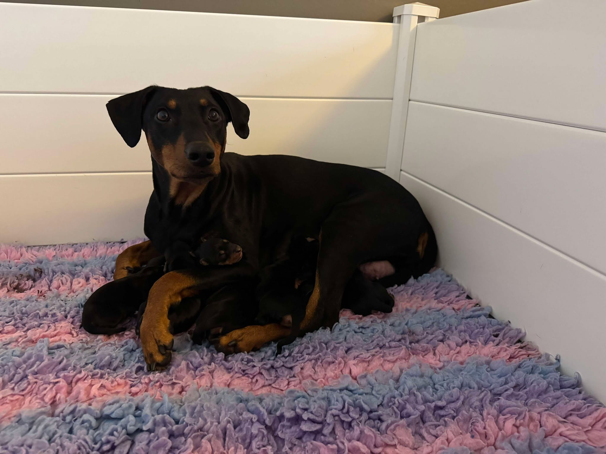 Riveldells Golden Eye (Gaia)