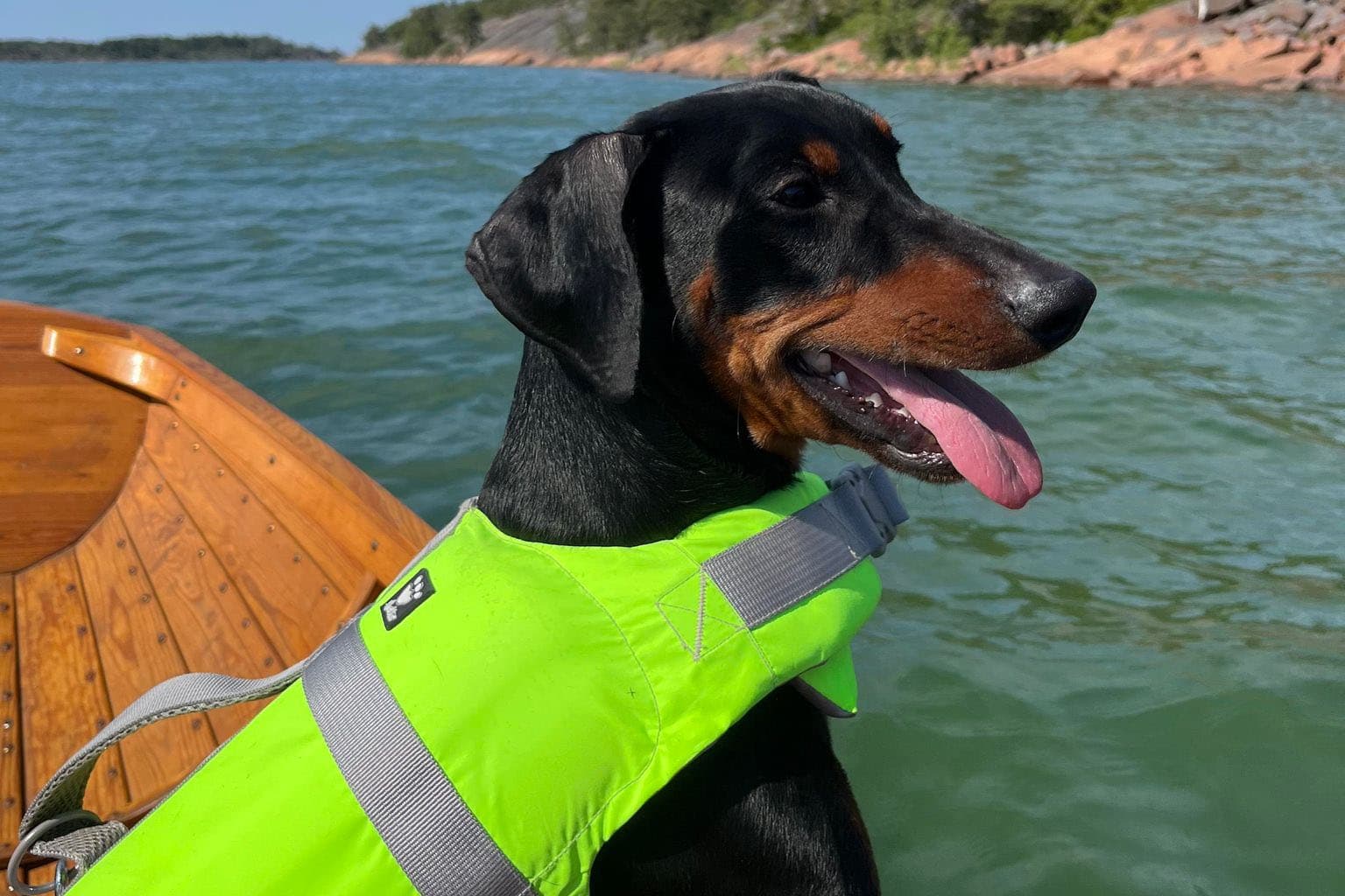 En pinscher följer med dig överallt