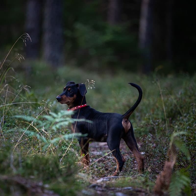 Cora och Bella njuter av den härliga vintern