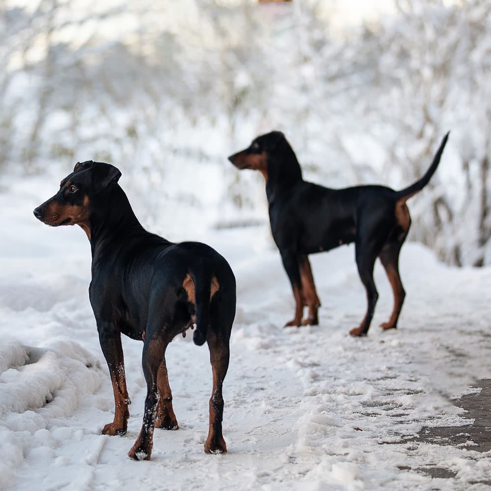 Cora och Bella njuter av den härliga vintern