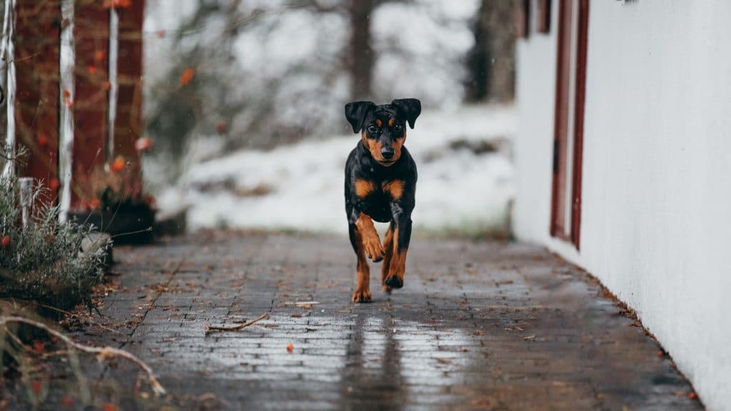 Touch The Stars Pinscher