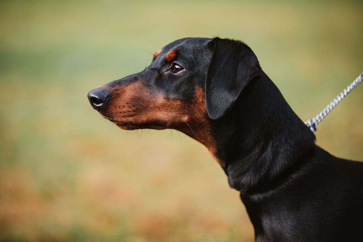 Pinscher är en underbar familjehund