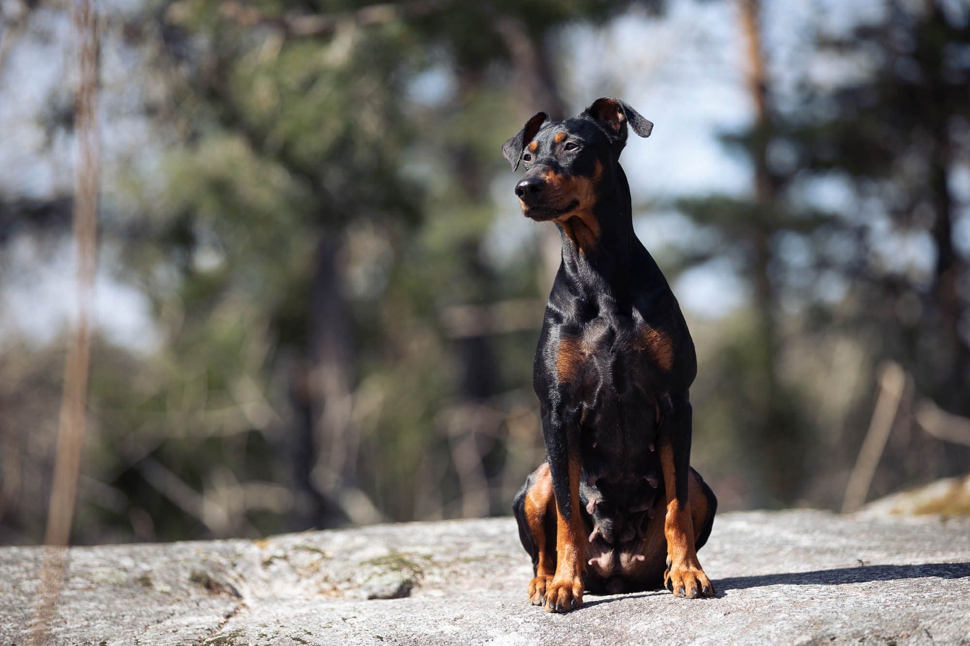 Pinscher