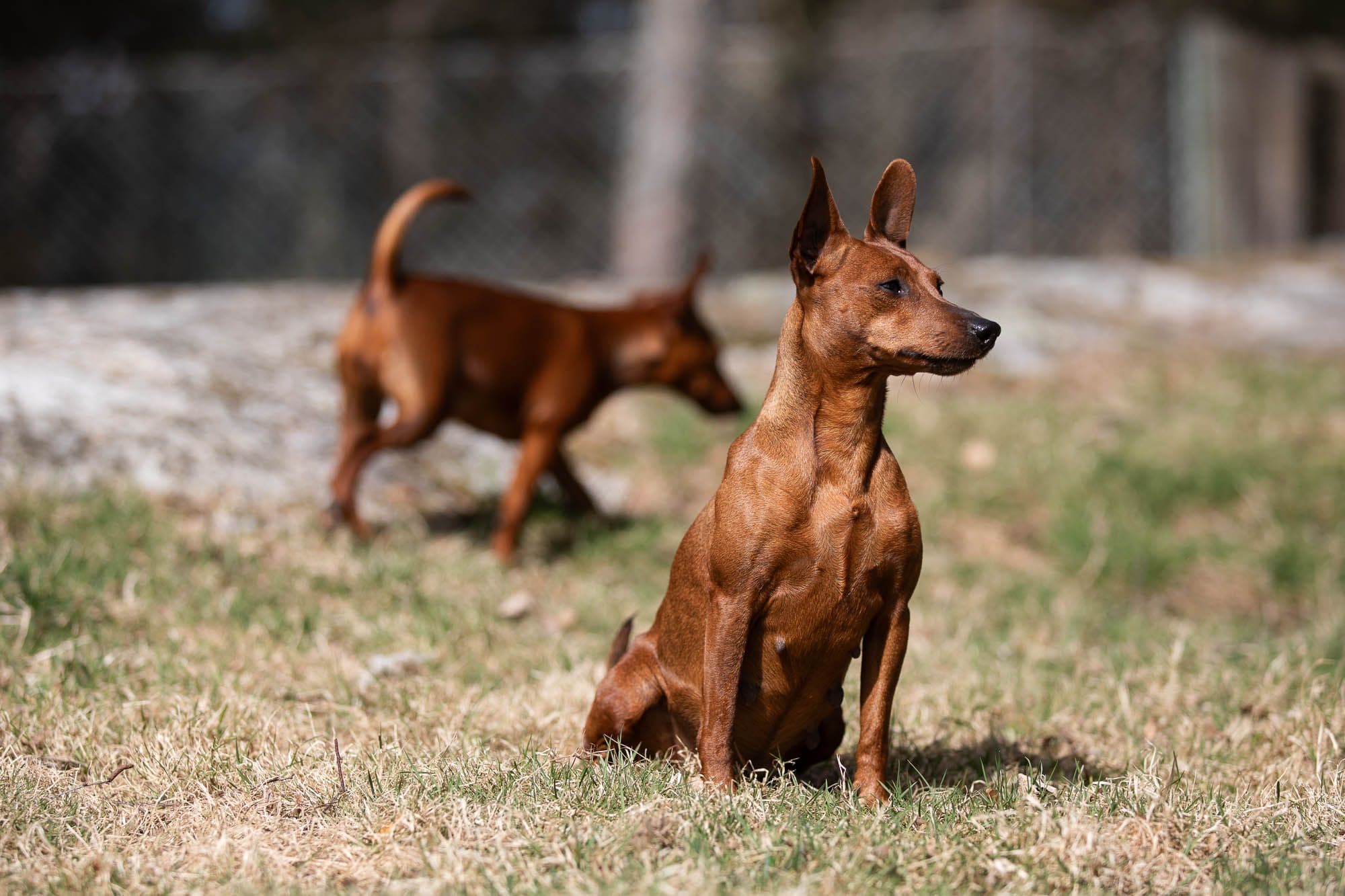 Dvärgpinscher