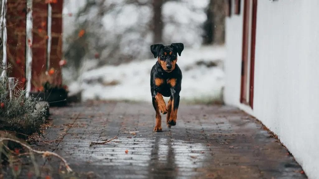 Vardagen med en pinscher
