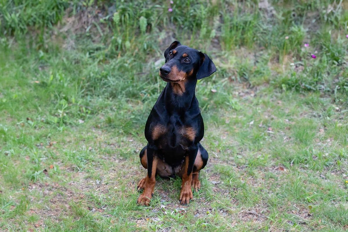 Cora